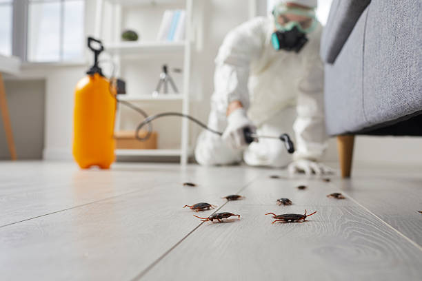 Post-Treatment Bed Bug Interceptor Monitoring in West Sacramento